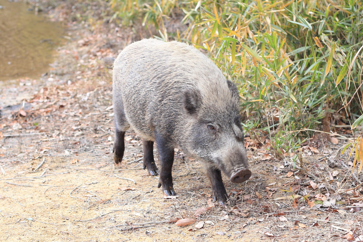 5/17（土）三郷市大字田中新田でイノシシが目撃される - 三郷ぐらし